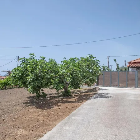Vasiliki's *
